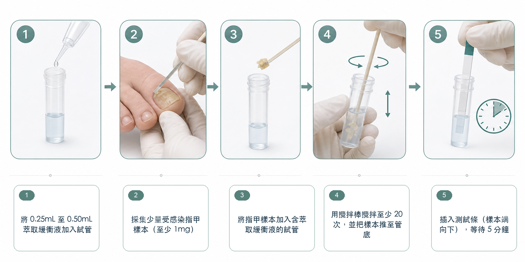 灰甲真菌快速測試流程圖