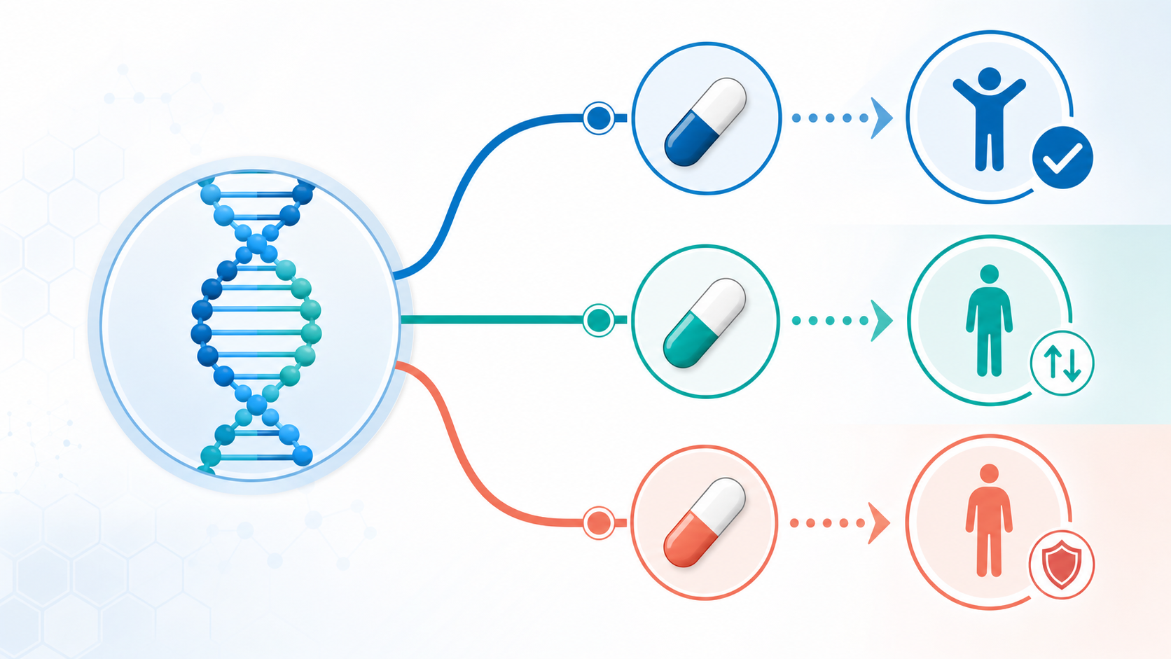 基因影響藥物反應科普圖 / Educational visual showing genes and medication response